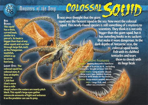 Colossal Squid - Wierd N'wild Creatures Wiki