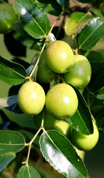 Jujube Tree Indian Green Thornless Variety Grafted