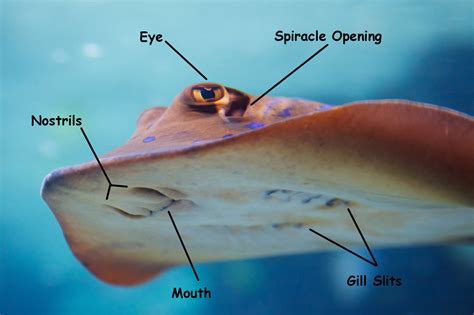 Flippers and Fins: Stingrays Have Six Senses, Zero Bones