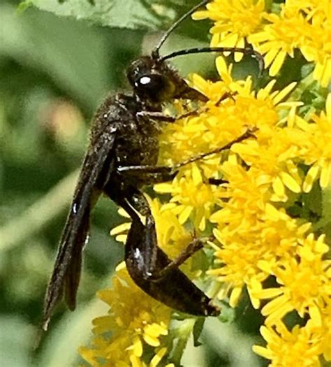 Unidentified Insect - Sphex pensylvanicus - BugGuide.Net