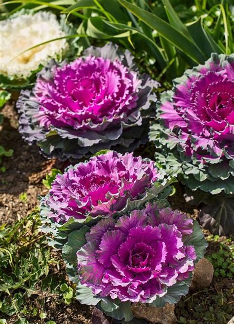 16 Best Types of Ornamental Cabbage Varieties