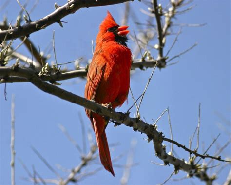 Northern Cardinal Nesting – the Song