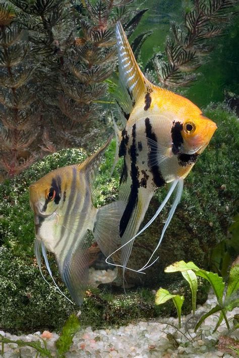 Freshwater Angelfish Species Profiles and Natural History