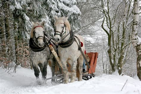 Sleigh Ride Dinner - Vail Butler