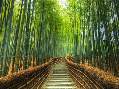 Bamboo forest in Kyoto, Japan | t3hwin.com