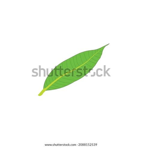 Mango Tree Green Leaf Vector File Stock Vector (Royalty Free ...