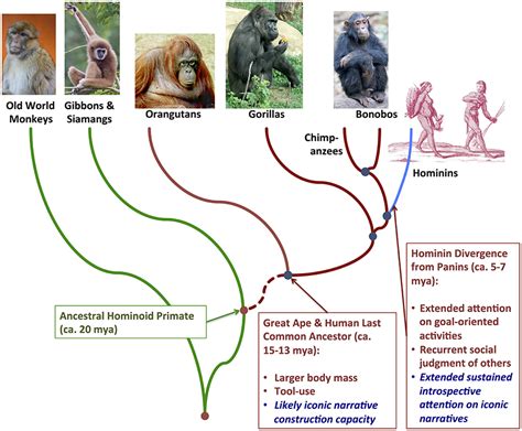 Stories Without Words | The Biocultural Evolution Blog