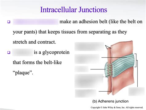 adherens junctions Diagram | Quizlet