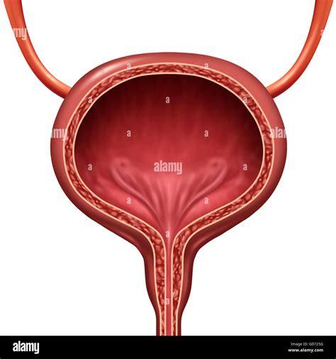 Human urinary bladder anatomical organ concept as a 3D illustration cutaway of body anatomy ...