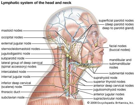 Lymph Node Back Of Neck Anatomy / Lymph nodes in face and neck. Buoy. 2019-01-27 / Submandibular ...