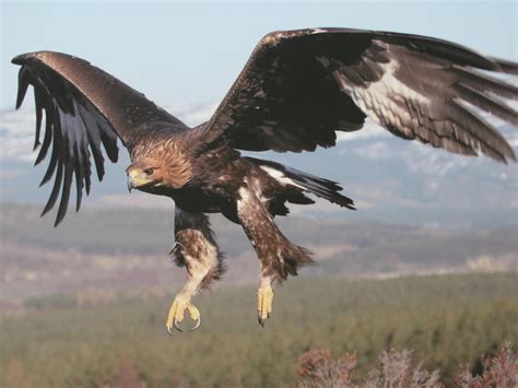 Beautiful Golden Eagle In Flight - Golden Eagles Wallpaper (29183845 ...