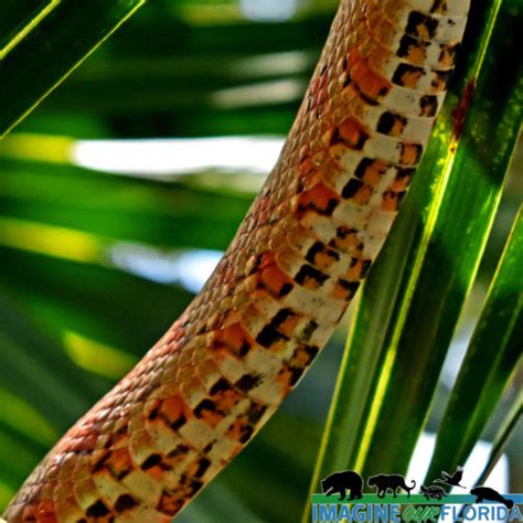 Red Cornsnake – Imagine Our Florida, Inc