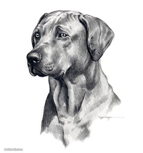 35 Beautiful Dog Drawings and Art works from top artists | Dog pencil drawing, Dog drawing ...