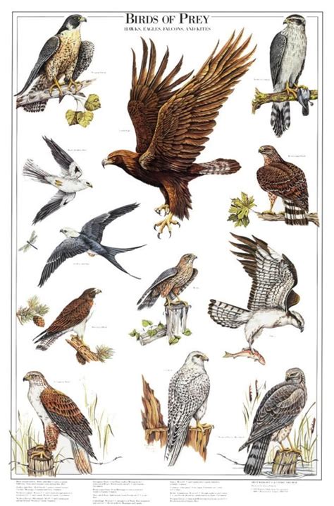 Gamebirds & Foul - The Galliformes Educational Poster Poster at AllPosters.com All Birds, Birds ...