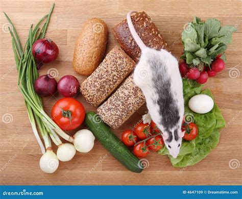 Rat on the food stock image. Image of ciabatta, hygiene - 4647109