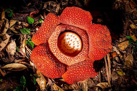 11 Strangest Plants Only Found in the Rainforest | PBS