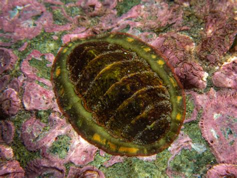 Invertebrates—PNW Ocean Life—Species Identification — Edmonds Underwater Park