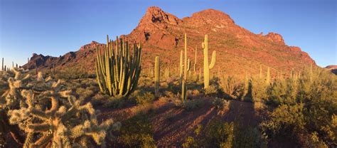 Organ Pipe National Monument | Music of Nature