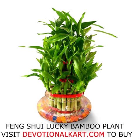 Buy Feng Shui Lucky Bamboo Plant for Home and Office