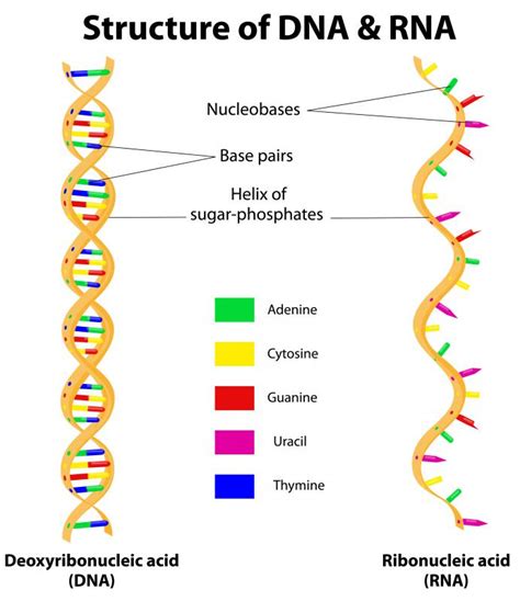 What Is Double Stranded RNA? (with pictures)