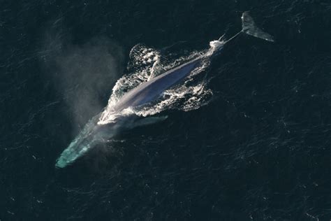 Blue Whale – Discovery of Sound in the Sea