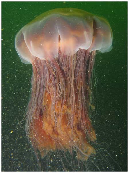 File:Largelionsmanejellyfish.jpg - Wikimedia Commons