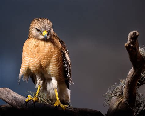 Hawks In Florida: 7 Beautiful Species You Can't Miss