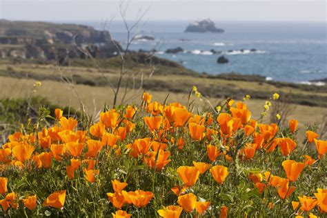 How and Where to See California Wildflowers in Bloom