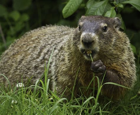 Groundhog Day 2018: Will the Groundhog See His Shadow? | Old Farmer's ...