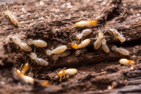 Signs of Termites: 9 Clues That You Have Termites in Your Home – Cayce Exterminating Company