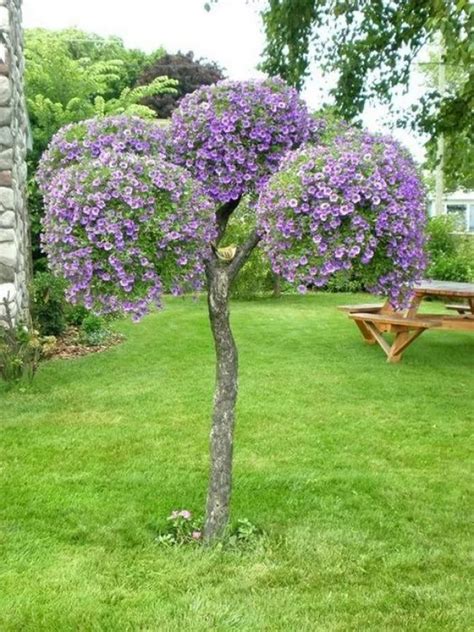 How to trim decorative shrubs by giving them special shapes - Practical ideas | My desired home