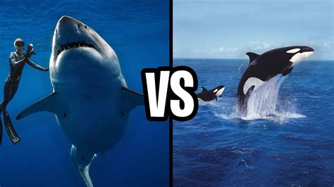 Great White Shark Vs. Killer Whale! (Who Wins This EPIC Battle?!) - YouTube