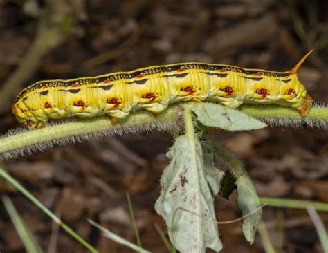 White-lined Sphinx Moth Caterpillar | Focusing on Wildlife