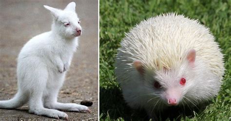 34-Stunning-Albino-And-Leucistic-Animals-That-Exist-In-The-World ...