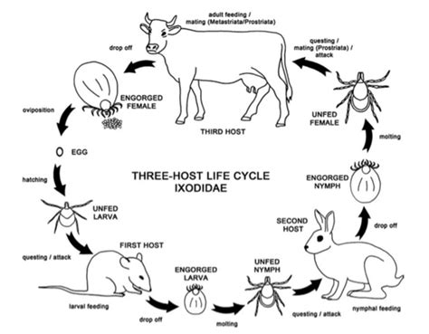 Three Host Tick Life Cycle