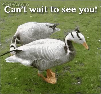 Cant Wait To See You GIF - Excited CantWaitToSeeYou Duck - Discover & Share GIFs