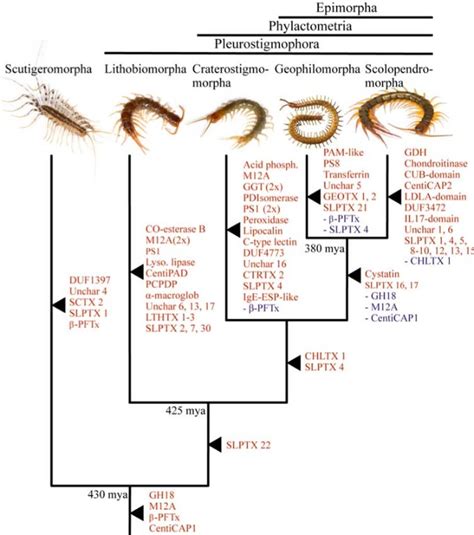 House Centipede Life Cycle