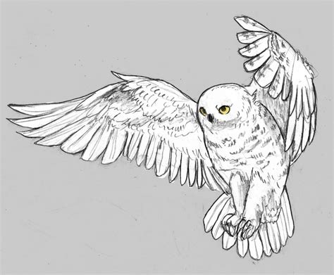 Snowy Owl Drawing at PaintingValley.com | Explore collection of Snowy Owl Drawing