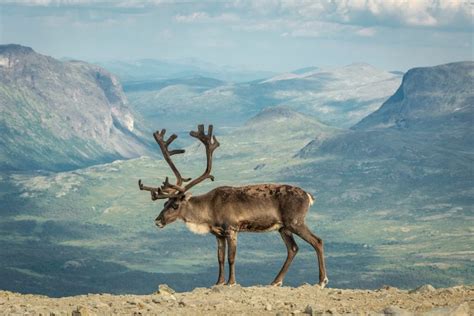 11 Fun Facts About Reindeer | Fact City