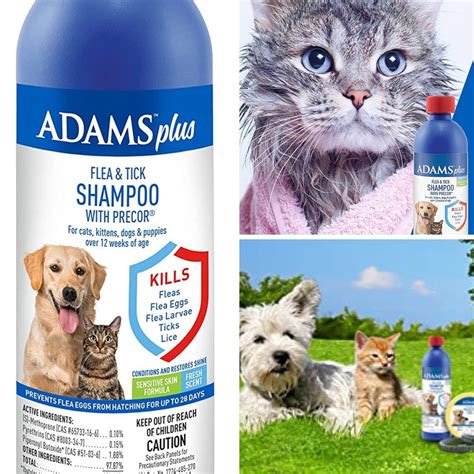 Feline-Friendly & Flea-free: The 5 Best Shampoos For Your Cat!