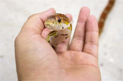 24 Types of Pet Snakes (Pictures, Sizes, Facts) - Reptile Jam