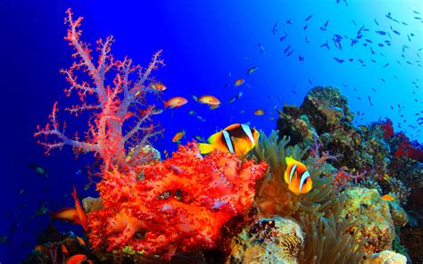 fish, Fishes, Underwater, Ocean, Sea, Sealife, Nature Wallpapers HD ...