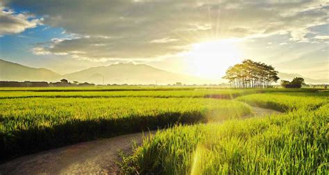 Wallpaper Pemandangan Keren Untuk Laptop - Background Sawah Pagi Hari- WallpaperUse