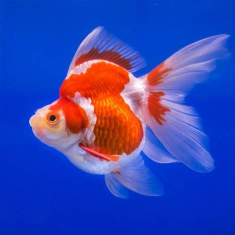 Pearlscale Goldfish Information | Best About GoldFish