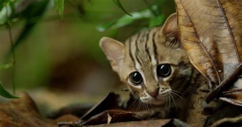 The Rusty-Spotted Cat, one of the smallest cat species in the world, found in India and Sri ...