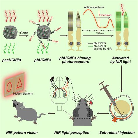 Injectable Nanoparticles Give Mice Infrared Vision | Sci.News