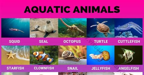 Aquatic Animals: Wonderful List of 35 Aquatic Animals for Students - Visual Dictionary