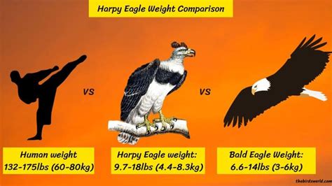 Harpy Eagle Size Explain: Compared With Human & Other Eagle