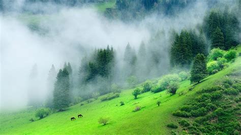 Green Forest Wallpaper Hd