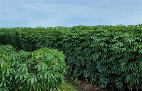 Cara Menanam Singkong Atau Ubi Kayu Yang Benar Agar Hasil Melimpah Dan Berkualitas Tinggi